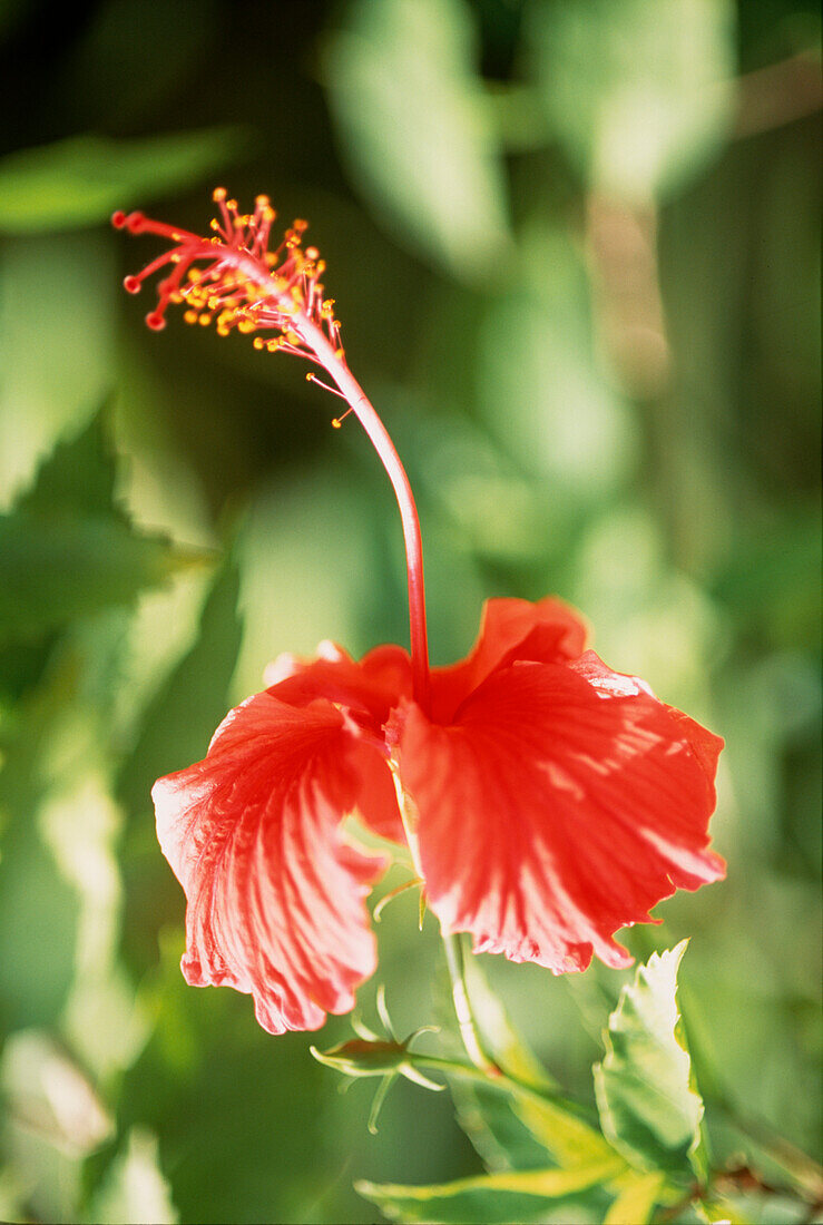 Colourful red flowers of the Hibiscus in a Caribbean garden