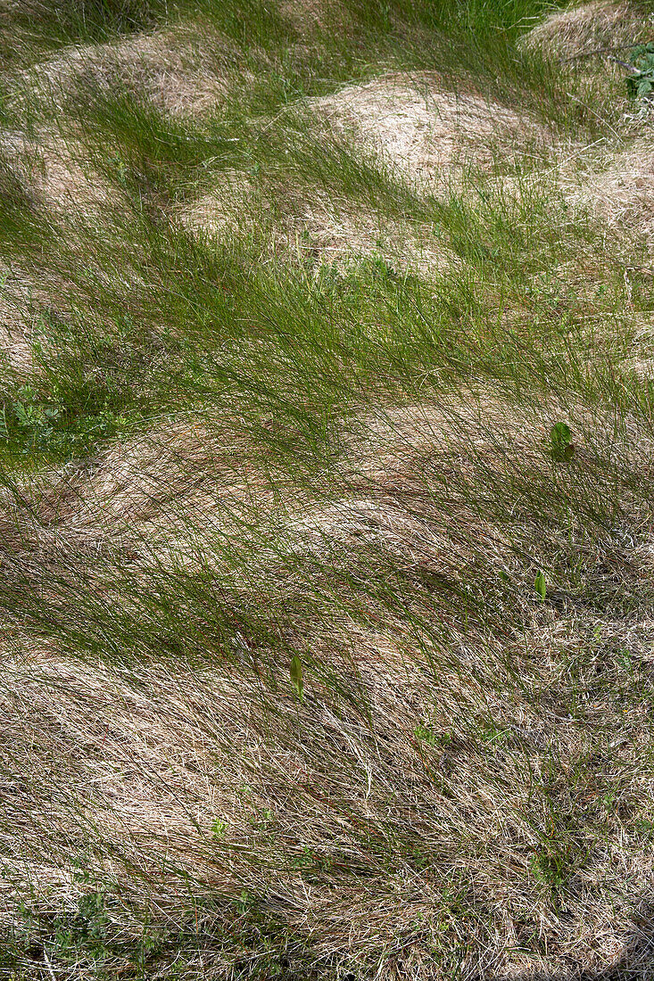 Close up of coastal meadow grass
