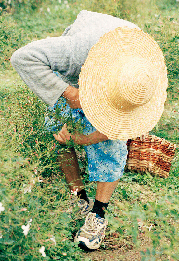 Jasmine Harvest in Grasse in France