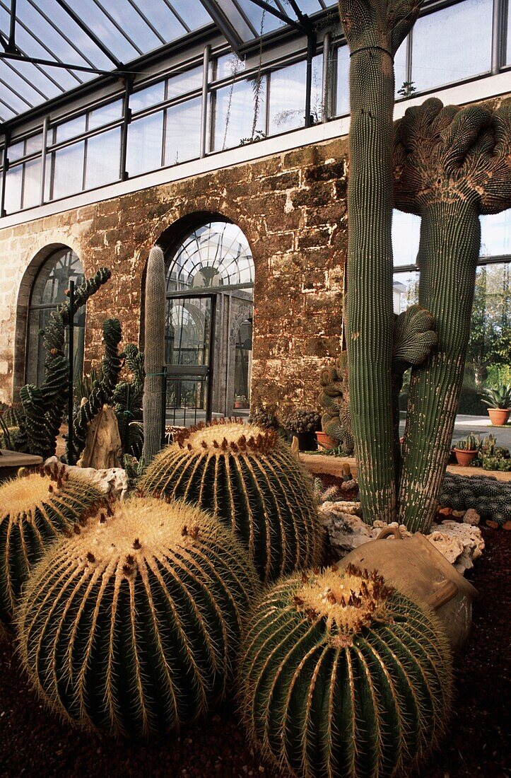 Cacti in greenhouse