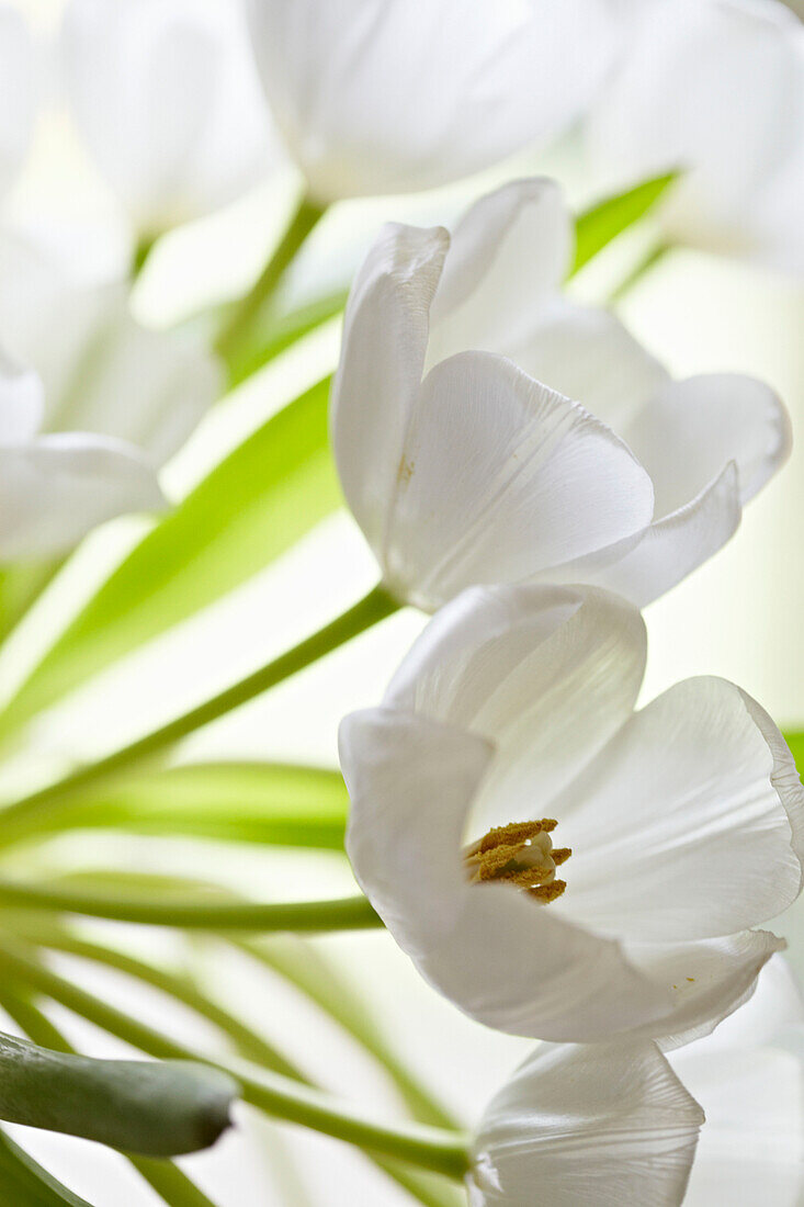 Detail of white tulips