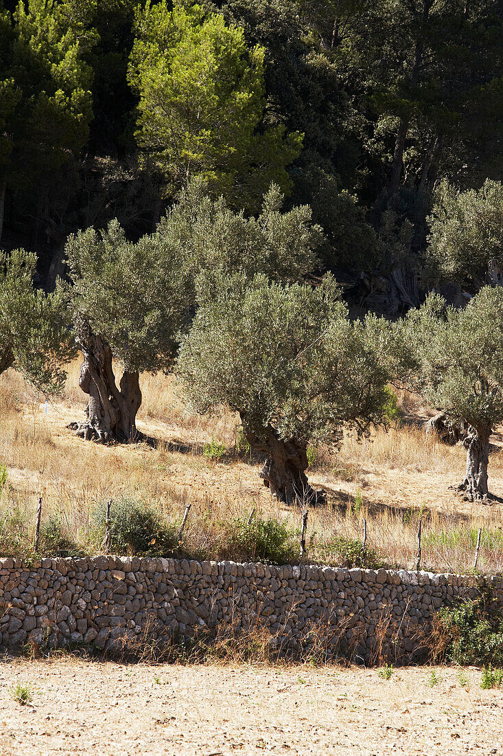 Mallorca Scenes - Olive trees