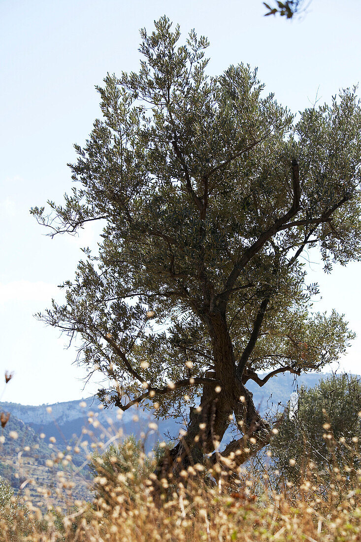 Szenen von Mallorca - Olivenbaum
