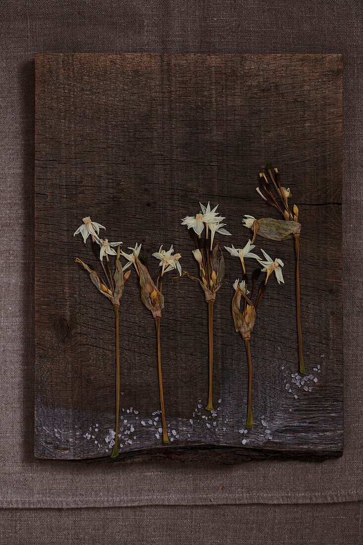 Dried pressed Daffodils on a textured wooden board