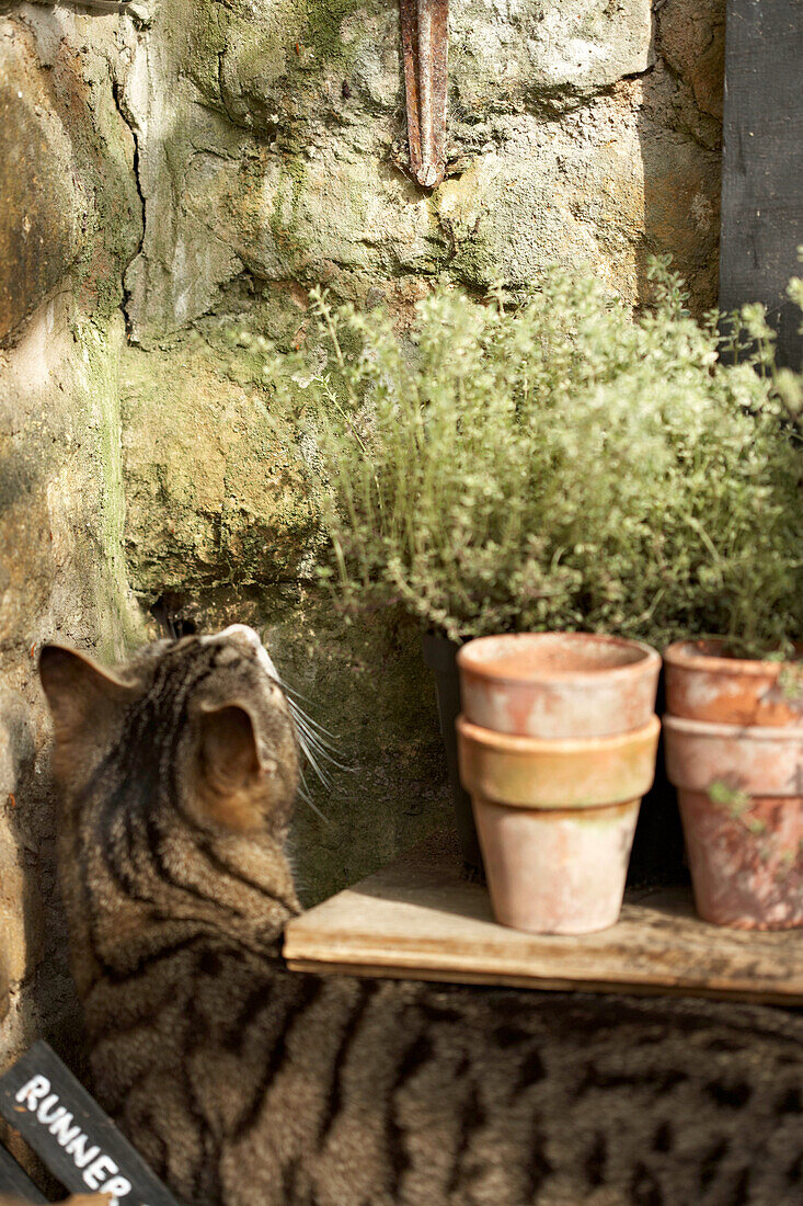 Domestic cat in a brick built green house
