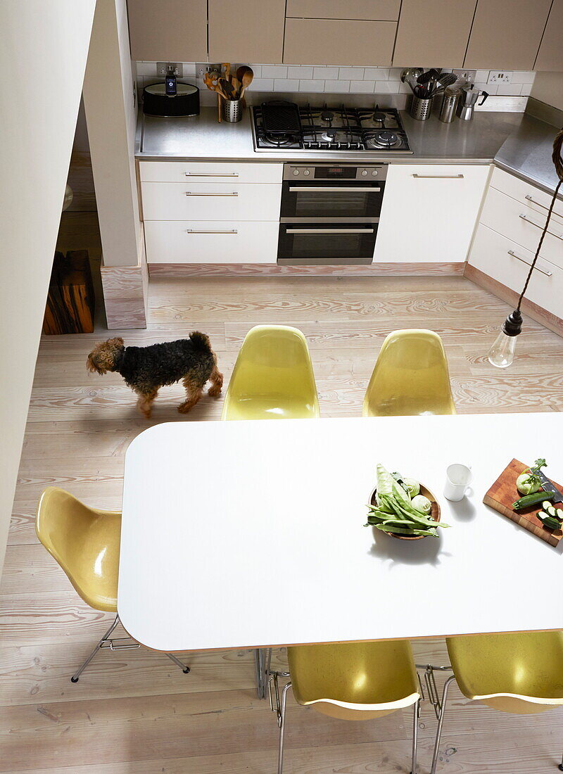 Erhöhte Ansicht eines Hundes in einer modernen Küche mit Tisch und lindgrünen Stühlen, London, England, UK