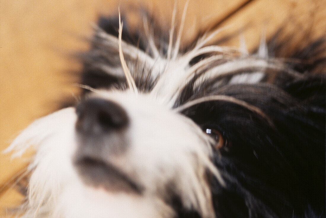 Close up of black and white Border Collie