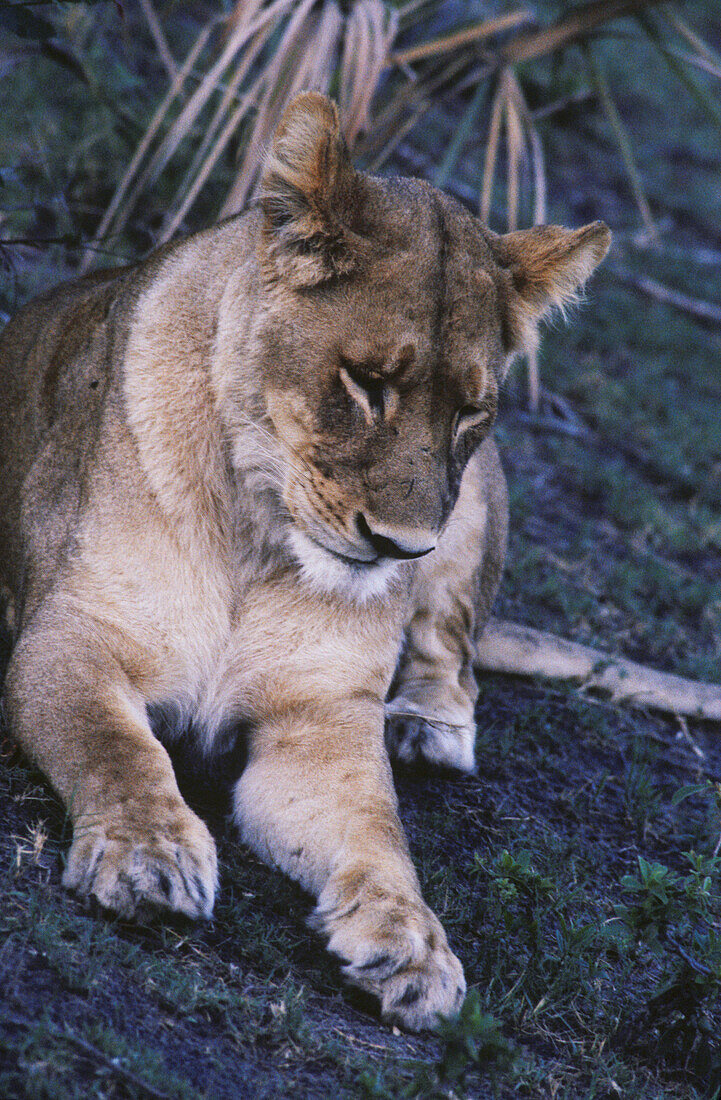 Lioness in the Tswalu Kalahari Game Reserve