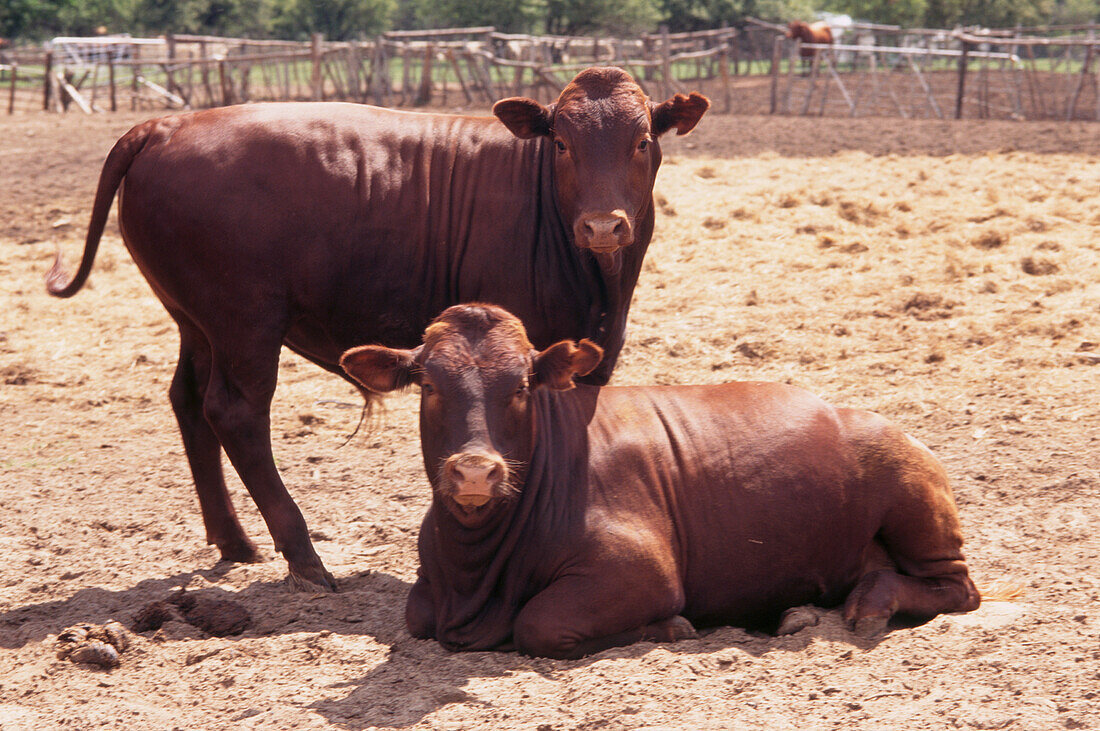 Two young brown calves - Milking Devon breed in South Africa