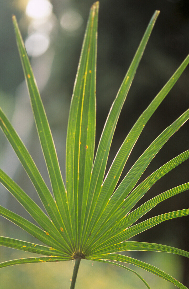 Fan shaped palm leaf