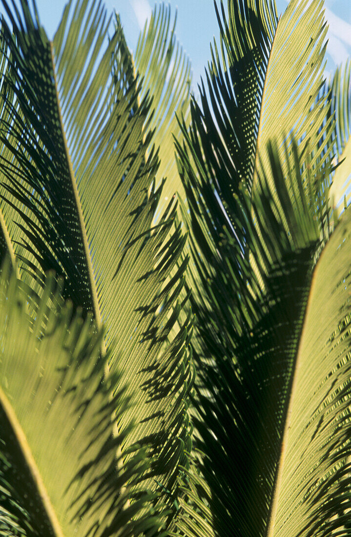Nahaufnahme von Palmenblättern in den Hanbury-Gärten bei Ventimiglia, Italien