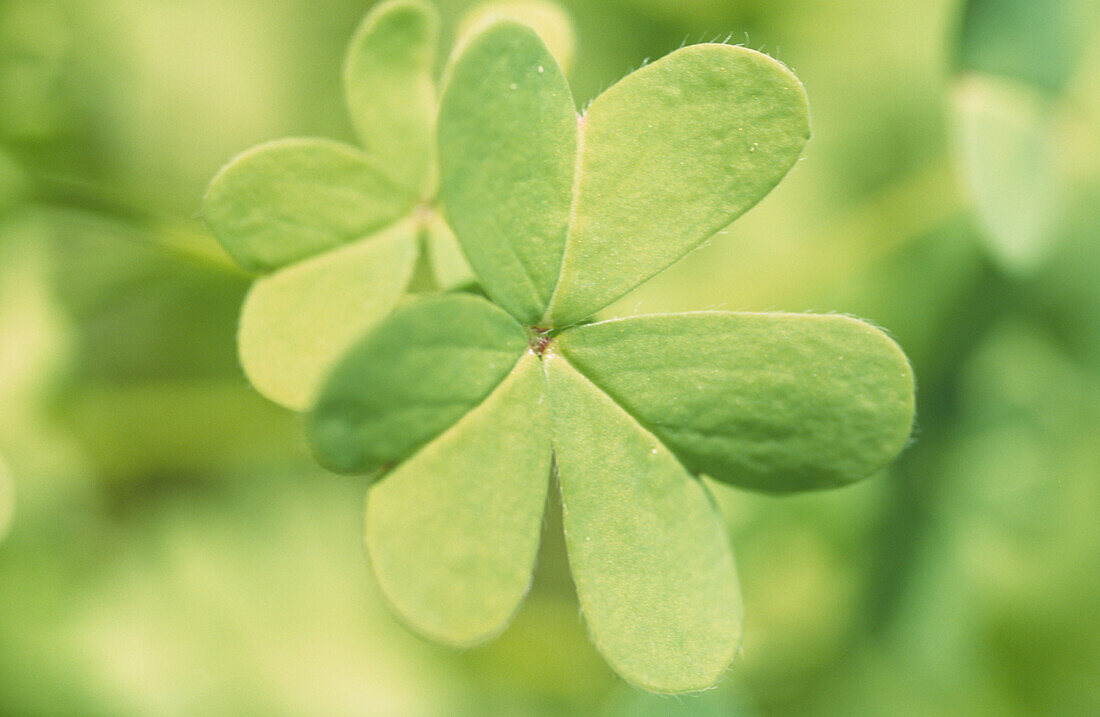 Pale green clover-like leaf