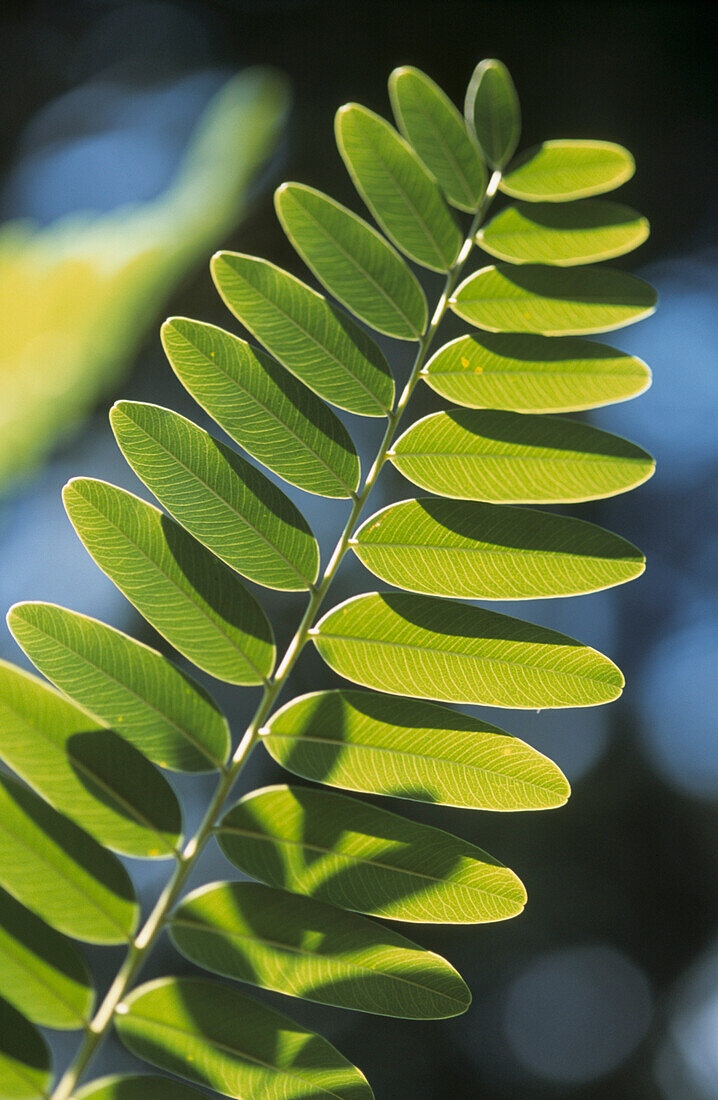 Nahaufnahme eines hellgrünen Robinien- oder Pseudo-Akazienblattes