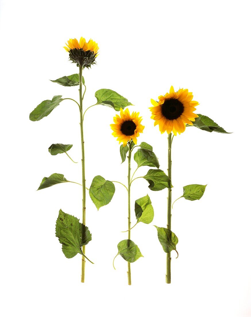 Still life with Sunflowers (Helianthus Annuus)