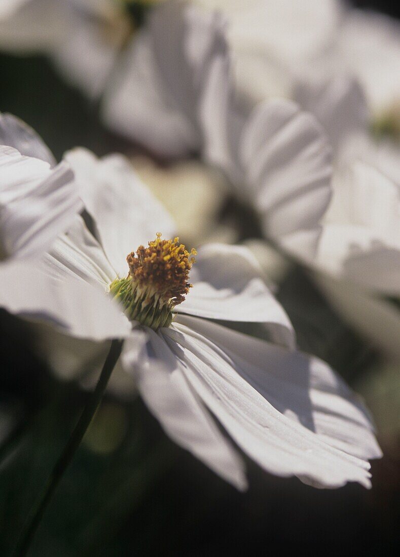 Close up of white flower head