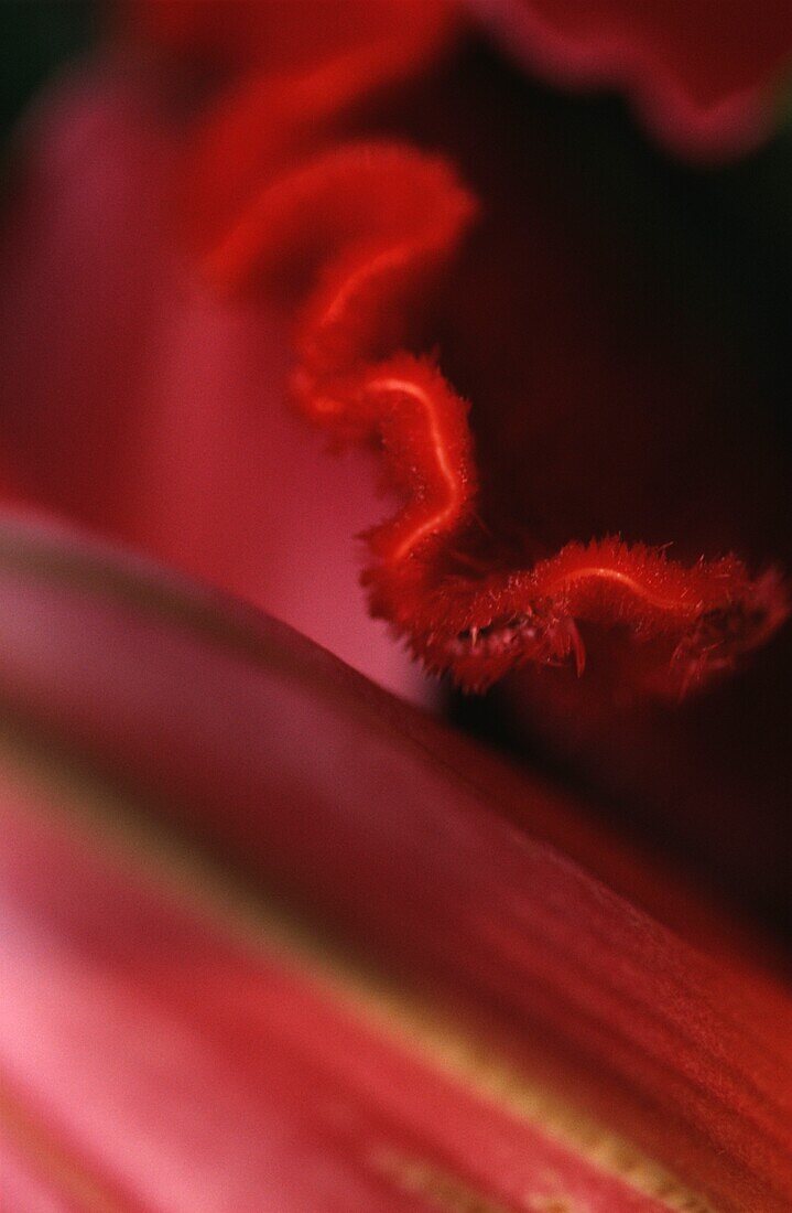 Close up of edge of red flower petal