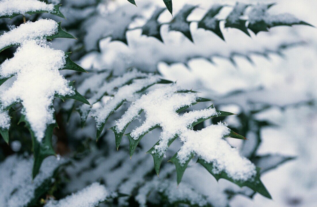 Nahaufnahme einer mit Schnee bedeckten Pflanze