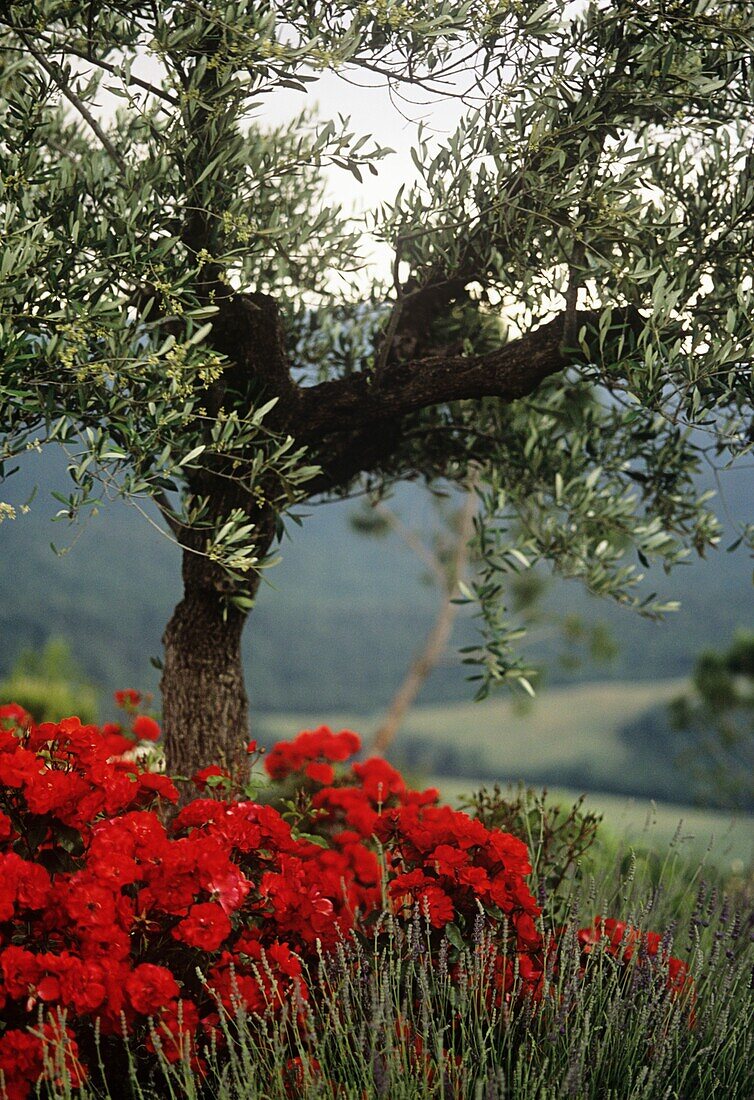 Rote Mohnblumen auf einem Feld mit Olivenbaum in der Toskana