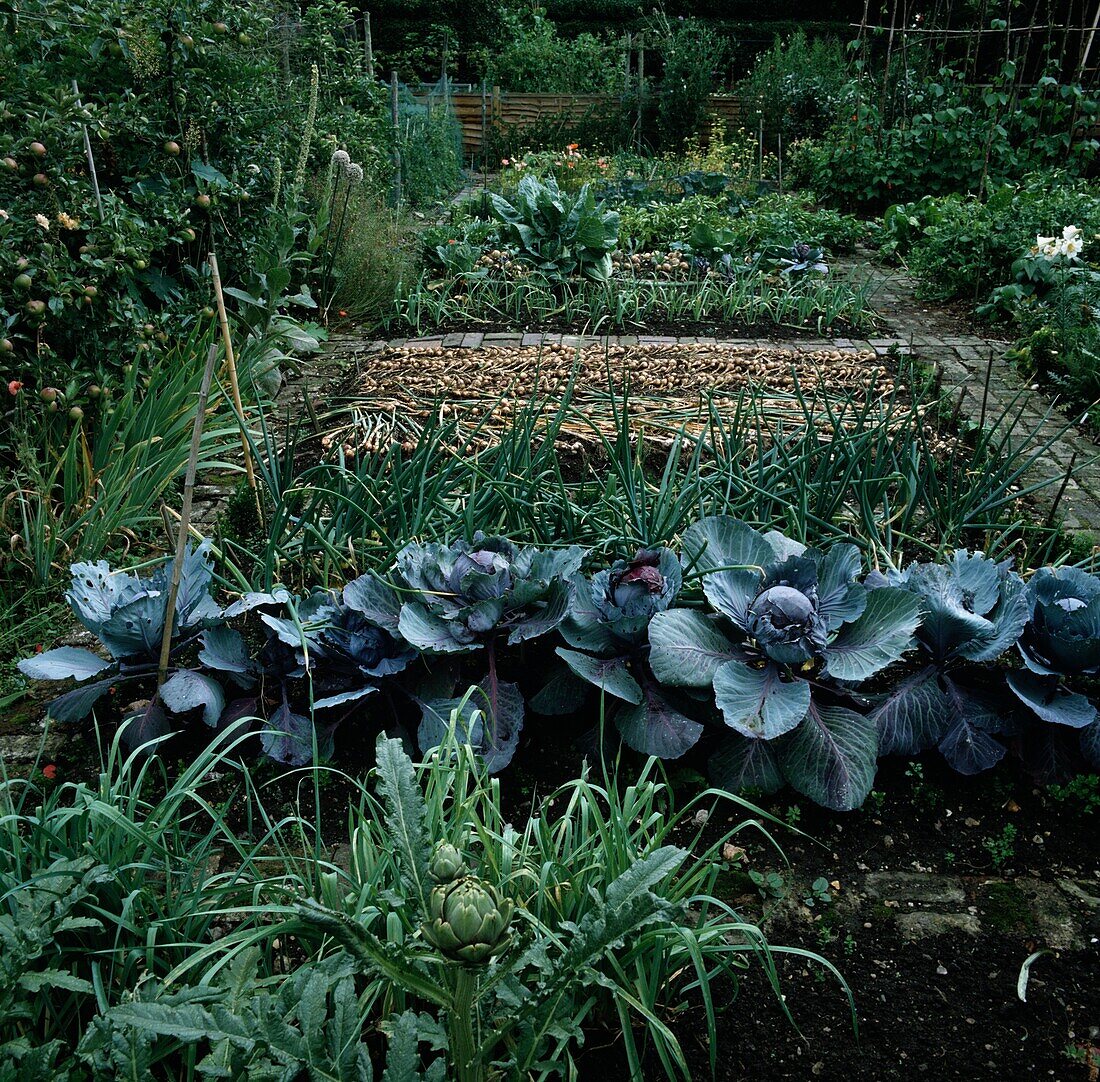 Vegetable garden