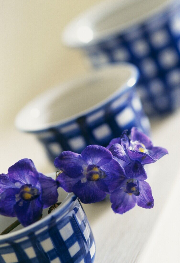 Schnittblumen in blau-weiß kariertem Porzellan