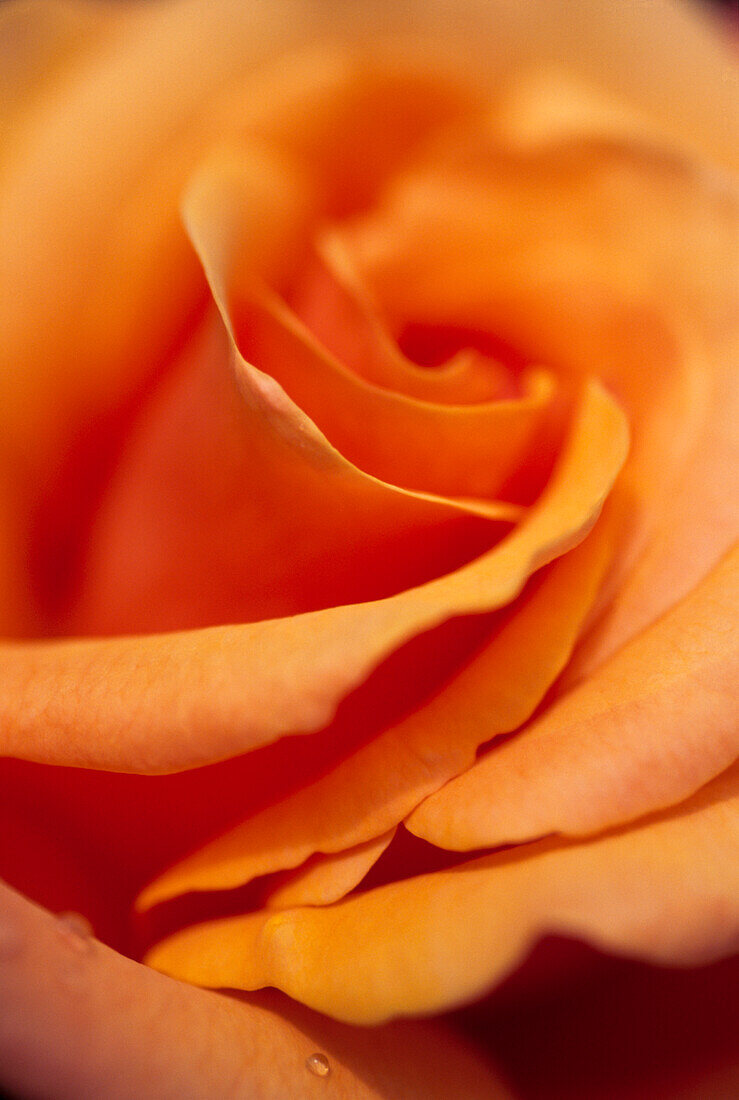 Nahaufnahme einer orangefarbenen Rose