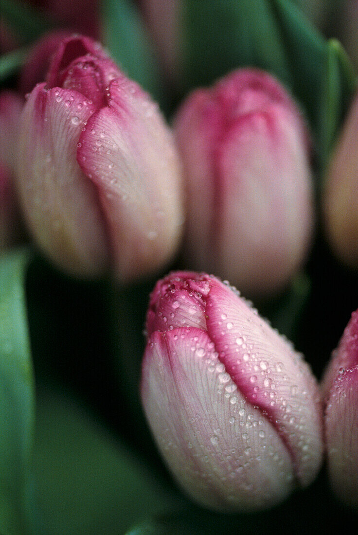 Nahaufnahme von rosa und weißen Tulpen mit Blatt