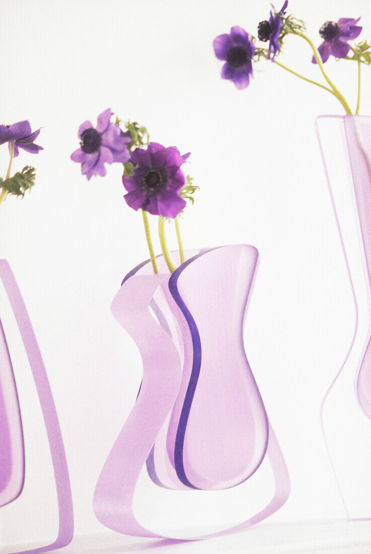 Violette Anemonen in modernen Glasvasen