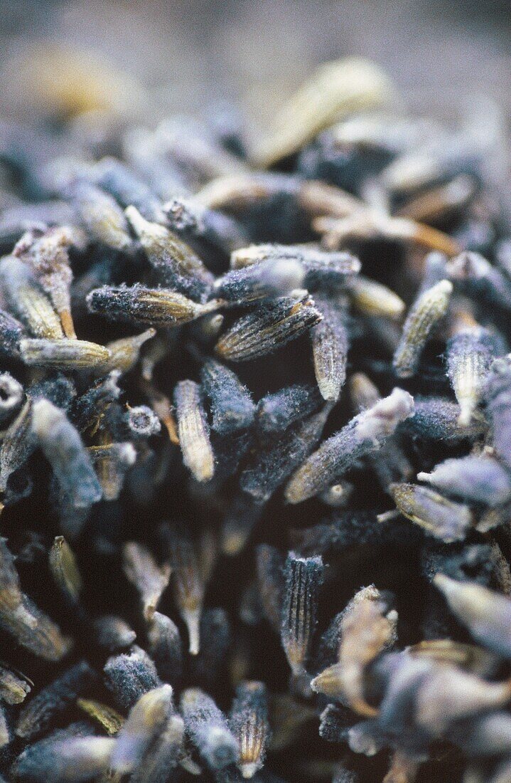 Close up of dried lavender flowers