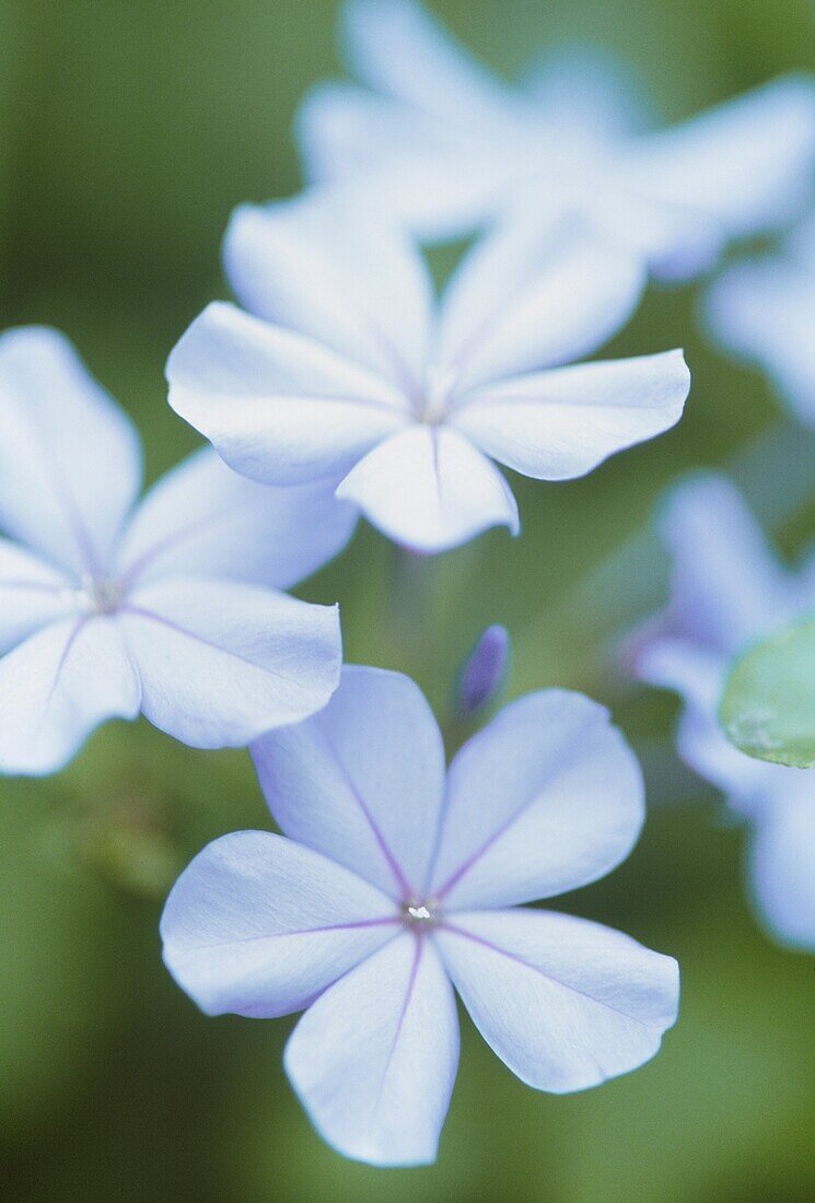 Nahaufnahme von winzigen hellblauen Phloxblüten