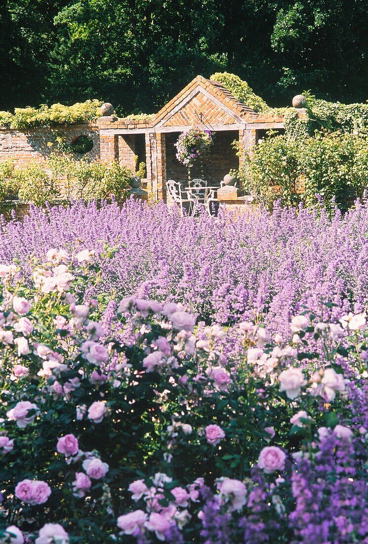 Lavendel und Rosenbeet im ummauerten Garten