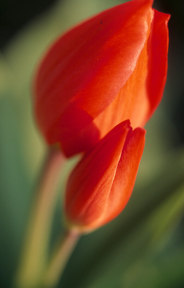 Rote Tulpenknospen