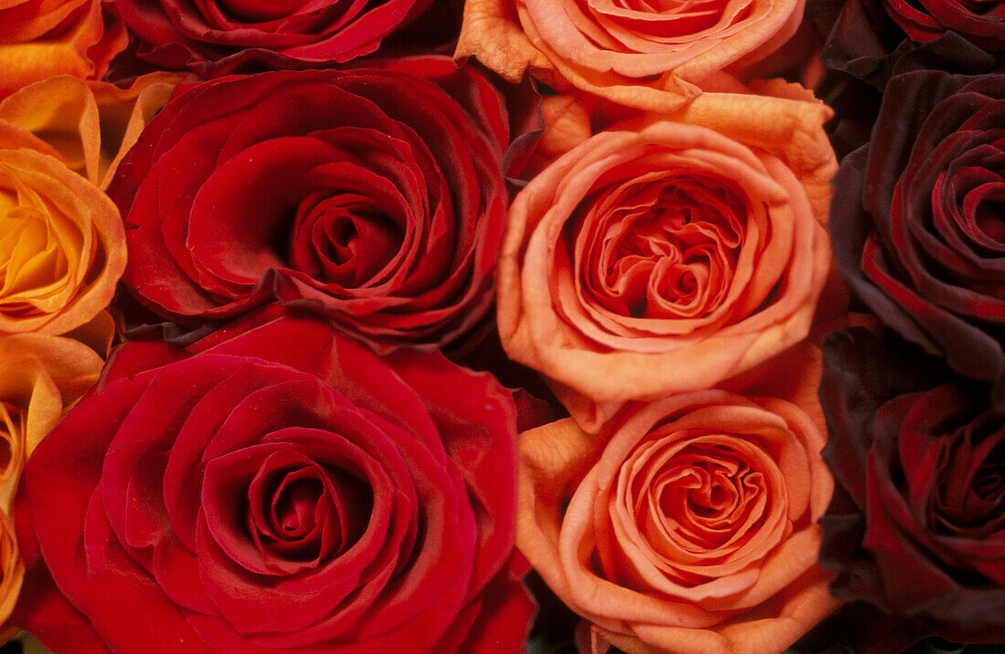 Reihen von orangefarbenen, lachsfarbenen und karminroten Rosen