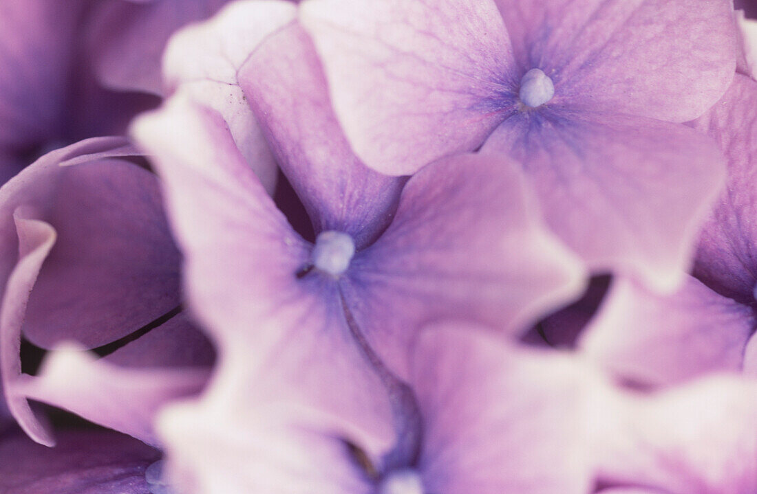 Close up of purple blue petals of Hydrangea macrophylla