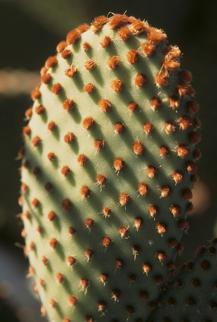 Nahaufnahme des am häufigsten vorkommenden Opuntia-Kaktus
