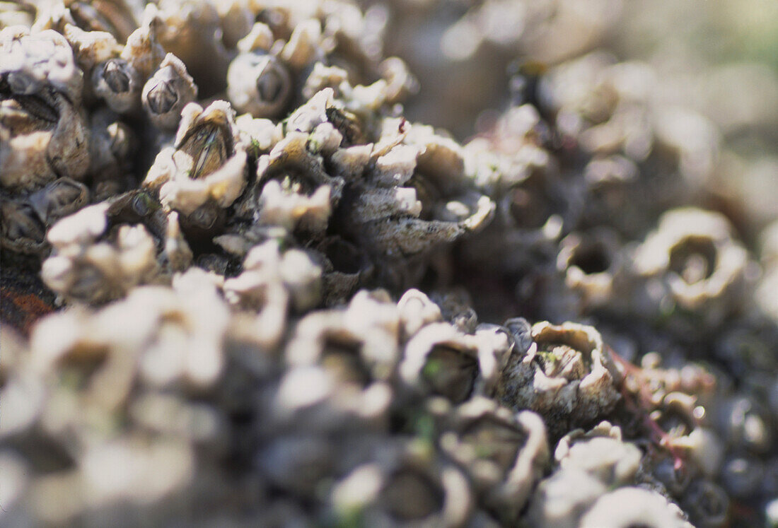 Nahaufnahme von Seepocken, die sich an Felsen am Meeresufer festhalten