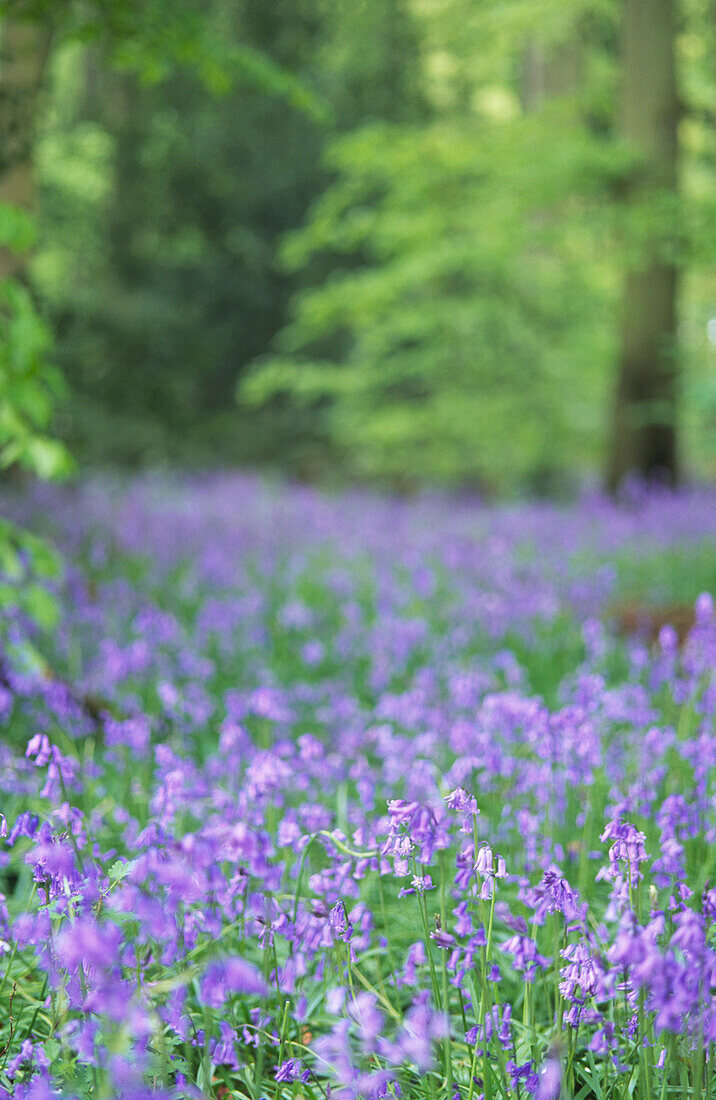 Bluebells flowering in Woodland in Spring