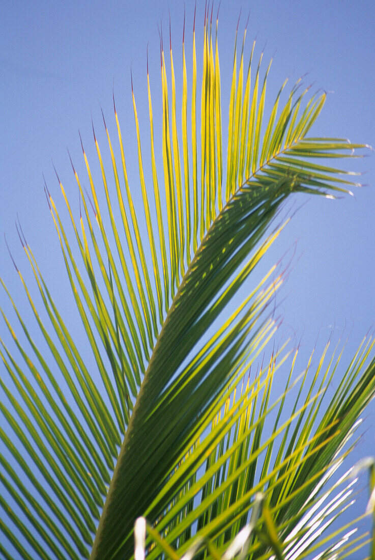 Palm fronds against blue sky