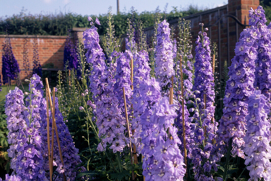 Blütenähren von Delphinium Orpheus in einem Sommergarten