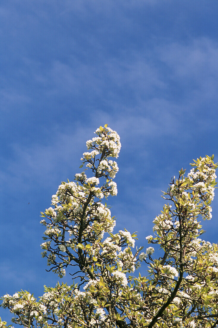 Blühender Apfelbaum vor blauem Himmel im Frühling