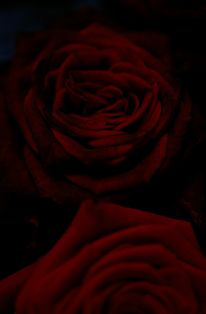Prächtige tiefrote Rosen
