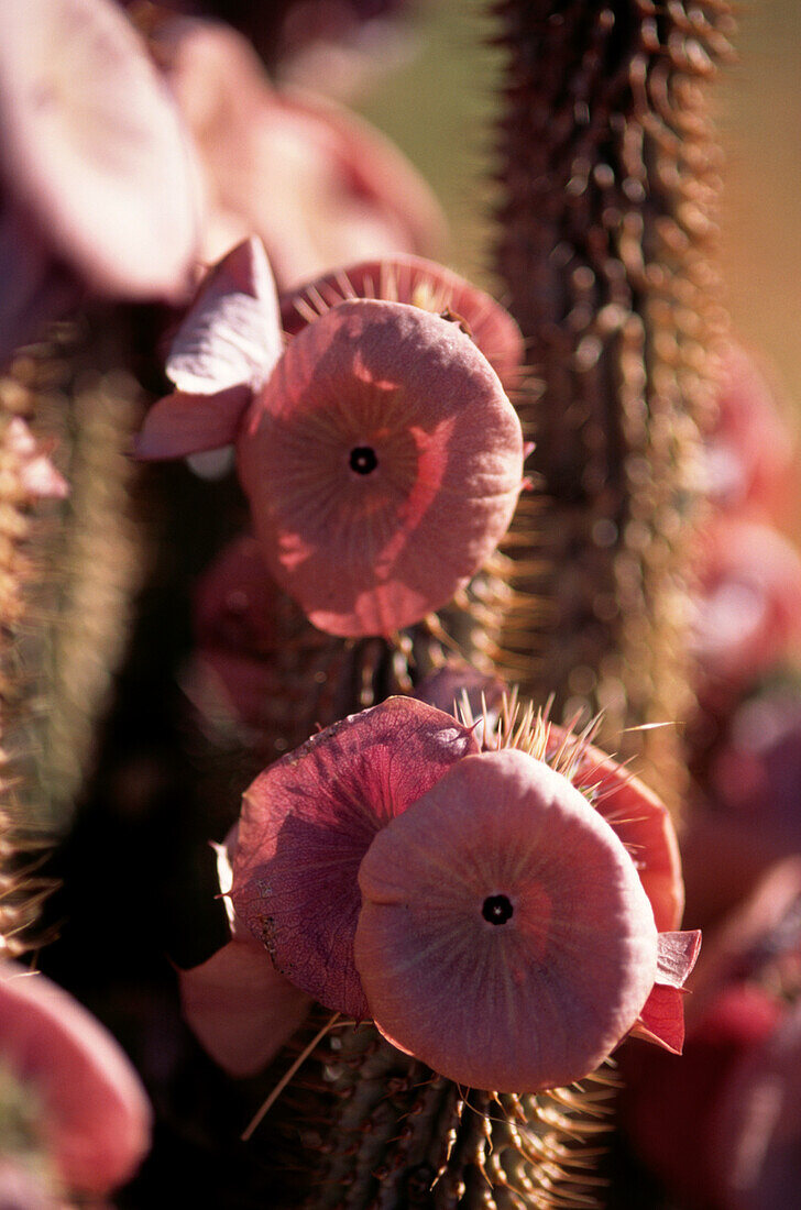Die zartrosa Blüten der gurkenähnlichen Hoodia gordonii, einer in der Kalahari-Wüste in Südafrika beheimateten Sukkulente
