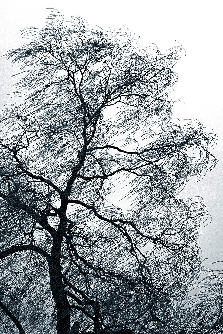 Weeping Willow in Winter