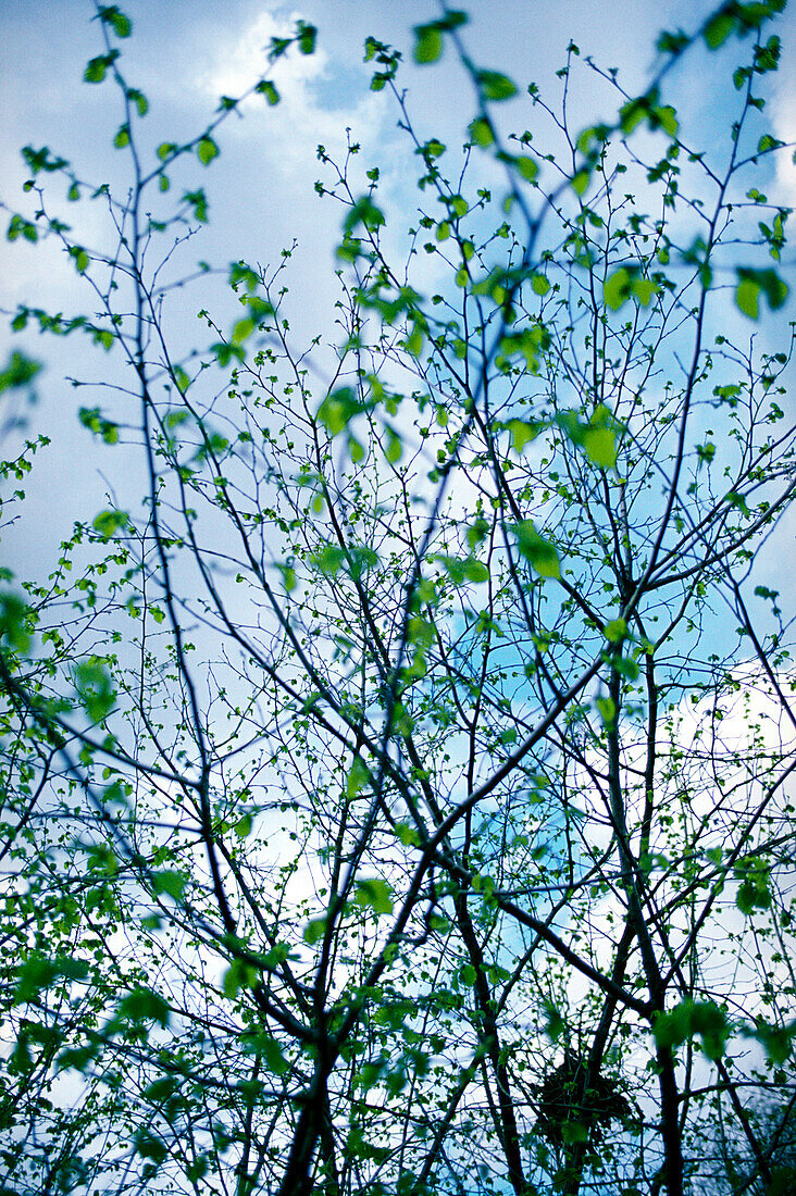 Erlenbaum im Frühling
