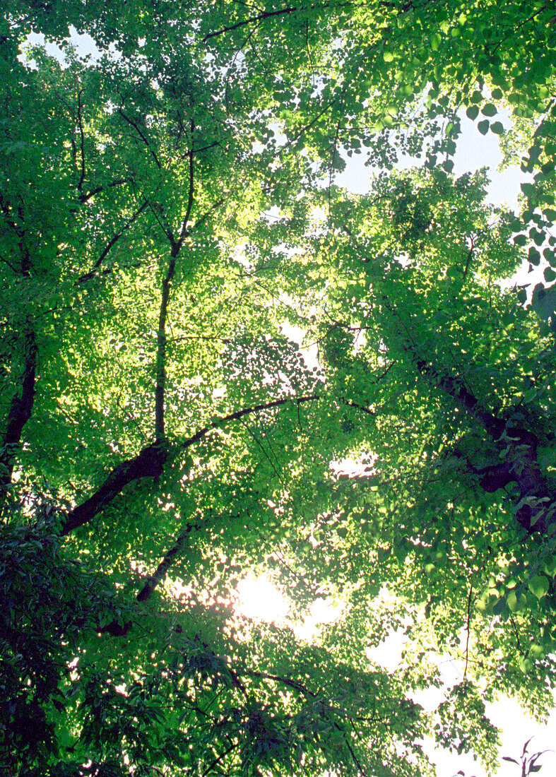 Baumkronen von Lindenbäumen im Sommer