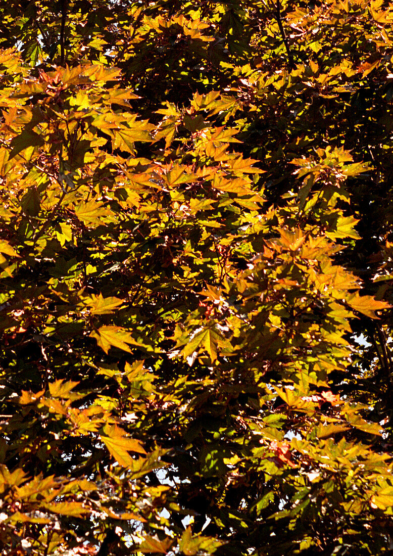 Maple tree in late Summer