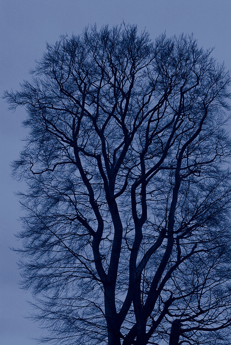 Beech tree against the evening sky in Winter