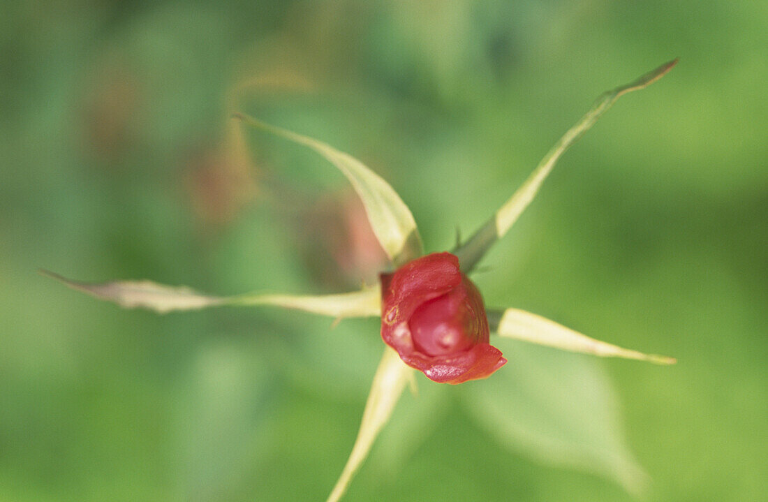 Waxy red flower bud in star like leaf form