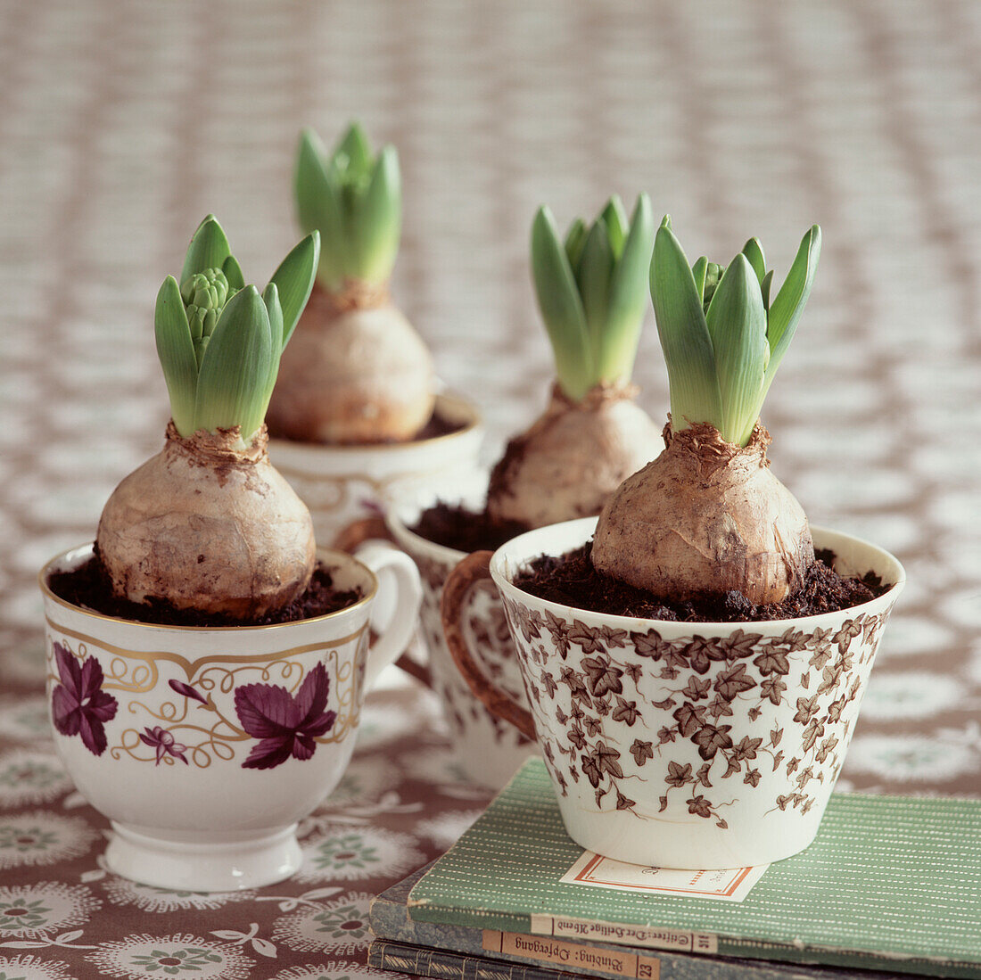 Four china tea cups with Hyacinth bulbs planted in them
