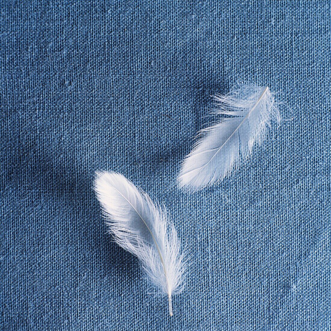 Two feathers on blue textured fabric