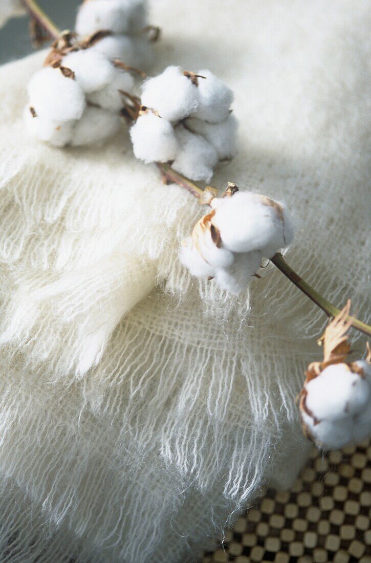 Cotton flowers on cotton fabric